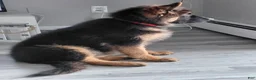 German Shepherd dogs for sale: Krypton Z Doliny Debow  - Ad 1