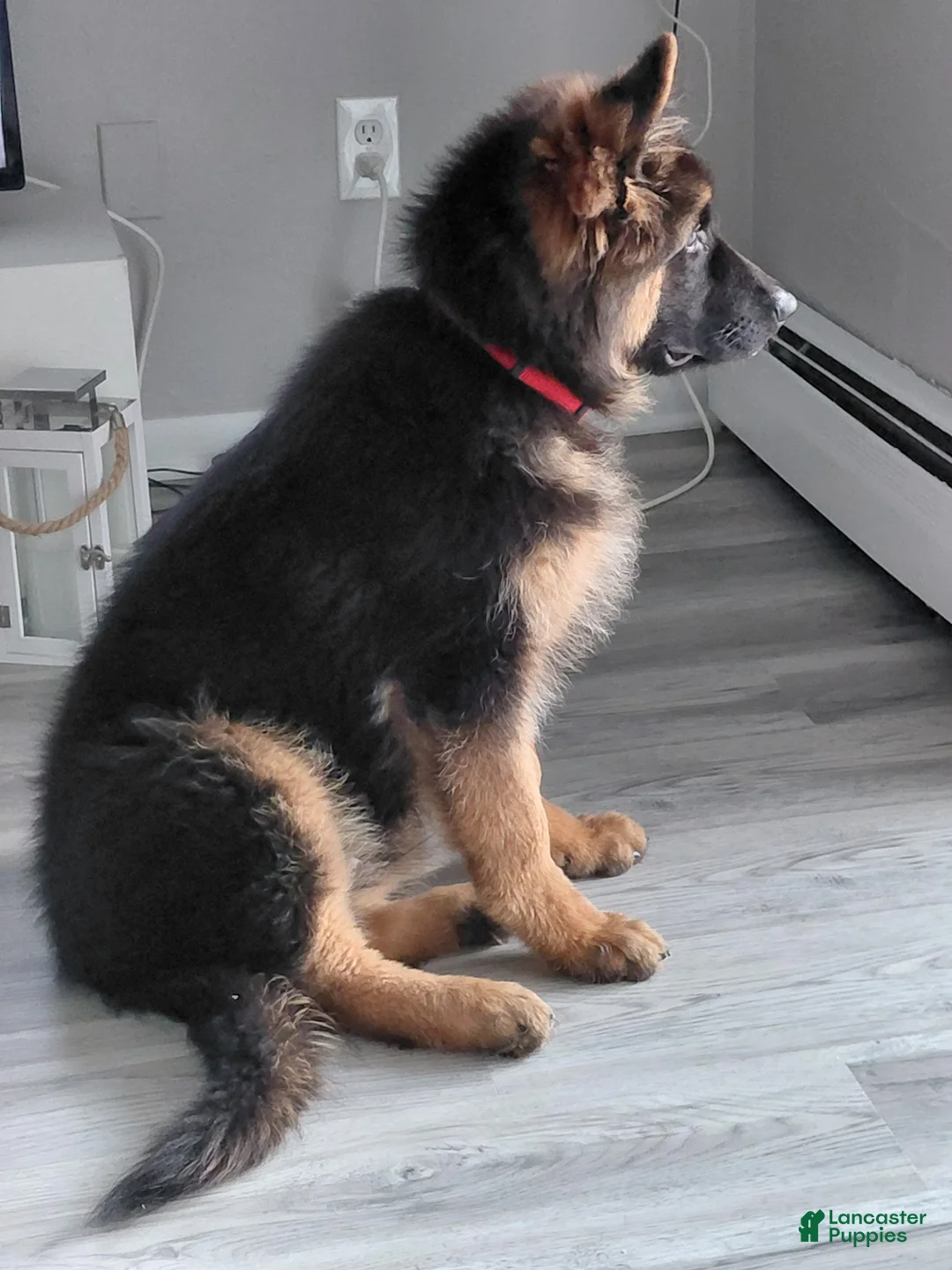 German Shepherd dogs for sale: Krypton Z Doliny Debow  - Ad 1
