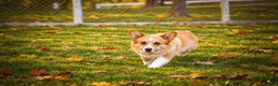 Welsh Corgi Pembroke dogs for sale: Scotty 🐾 - Ad 21