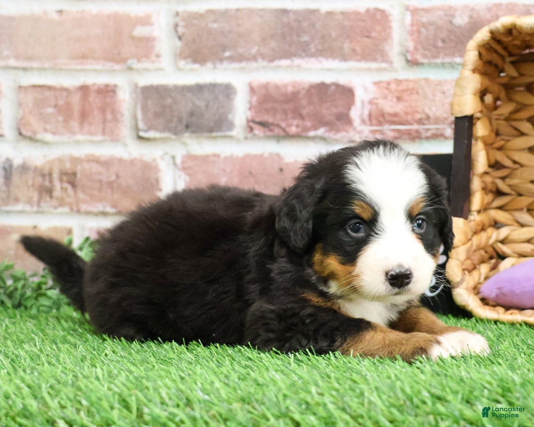 Bernese Mountain Dog dogs for sale: Holly  - Ad 2
