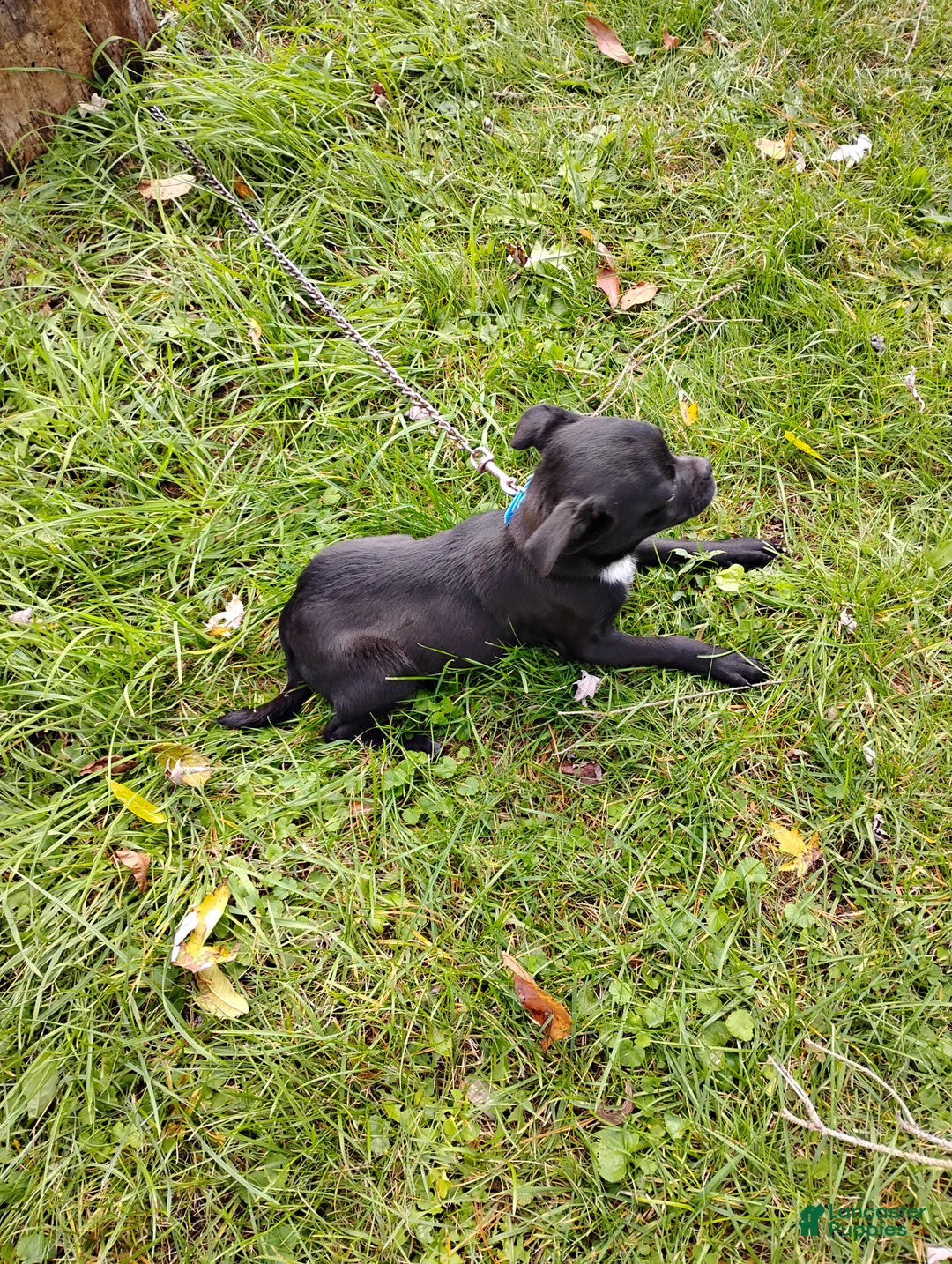 Mixed Breed dogs for sale: Tiny - Ad 2
