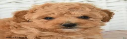 Miniature Poodle dogs for sale: Dolly - Ad 3