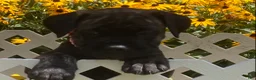 Cane Corso dogs for sale: Cane Corso 8 - Ad 7