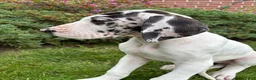 Great Dane dogs for sale: Ava - Ad 2