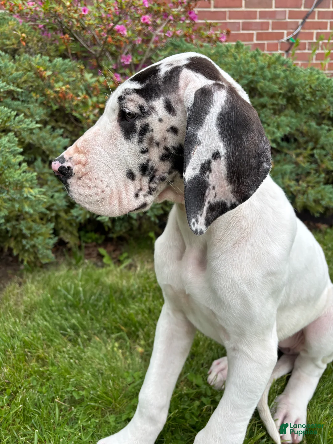 Great Dane dogs for sale: Ava - Ad 2