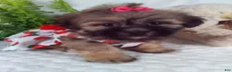 Teddy Bear dogs for sale: Callie  - Ad 5