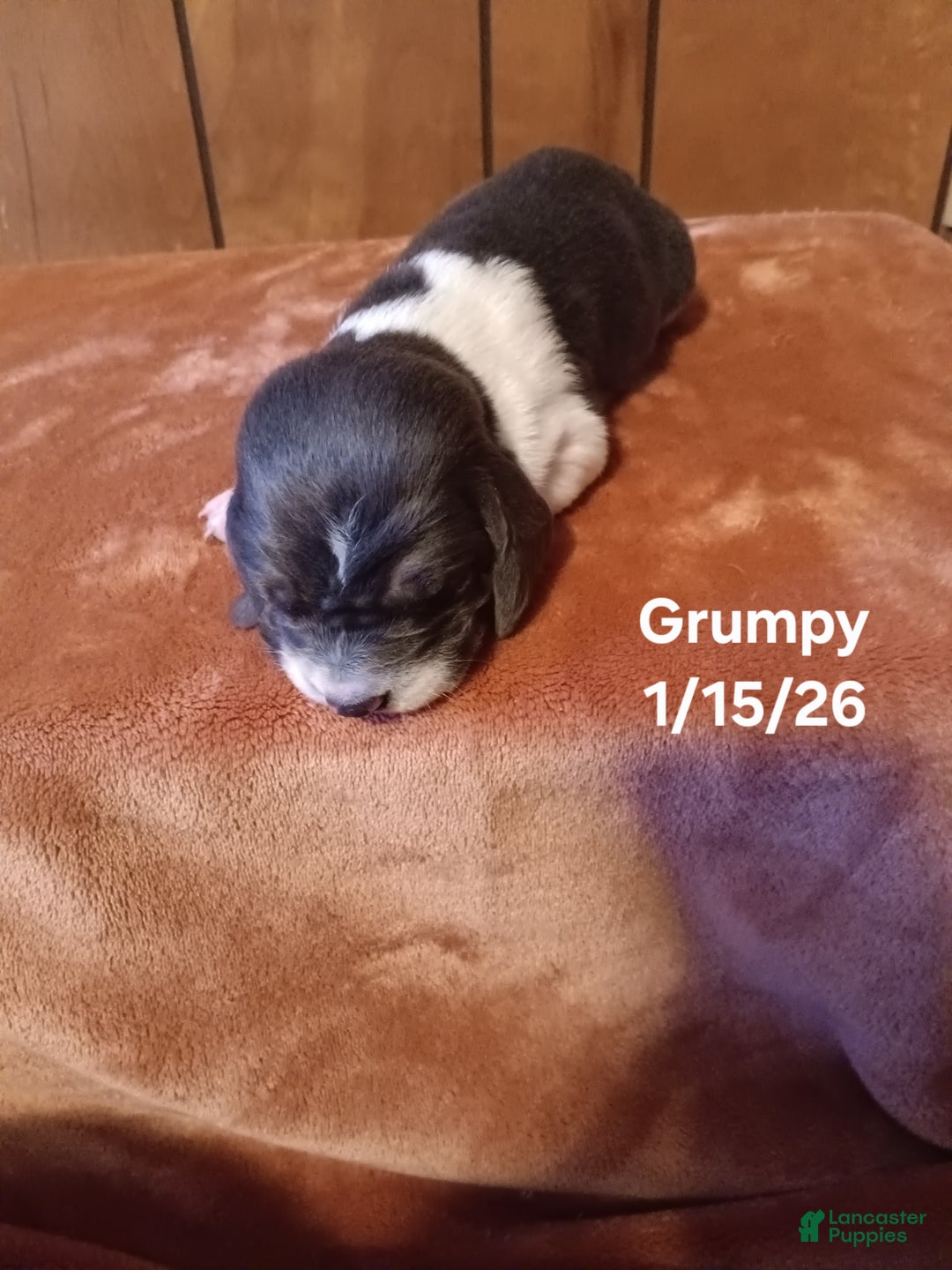 Basset Hound dogs for sale: Grumpy - Ad 4