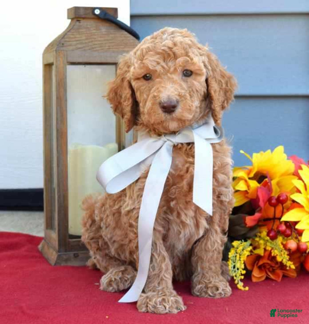 Standard Poodle dogs for sale: Milo - Ad 2