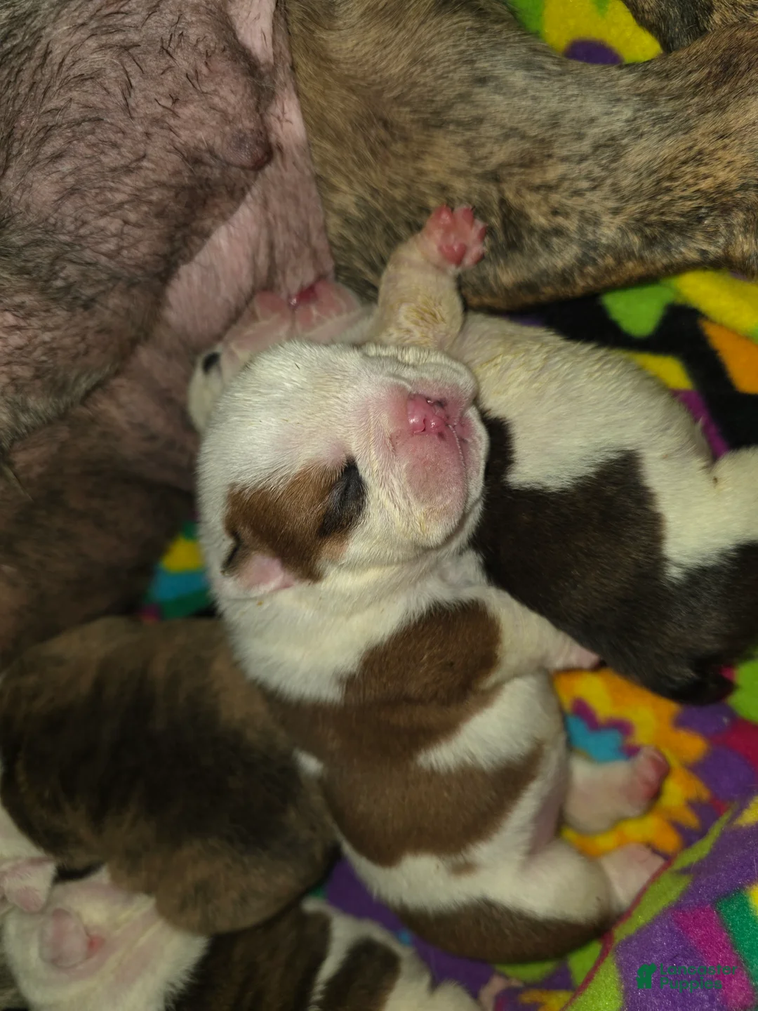 English Bulldog dogs for sale: Lola - Ad 2