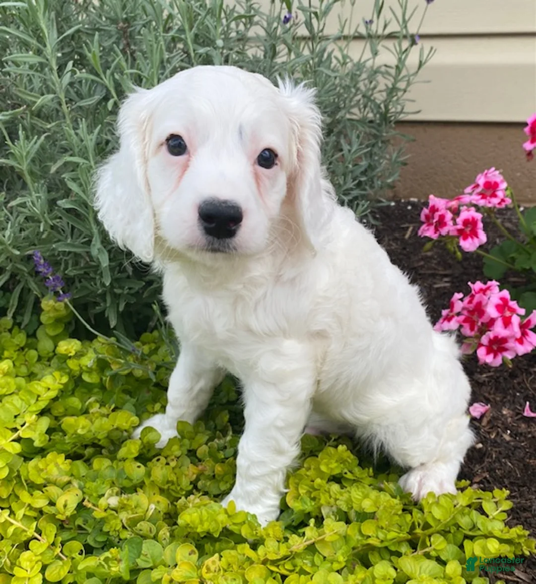 Cavapoo dogs for sale: Wally - Ad 1