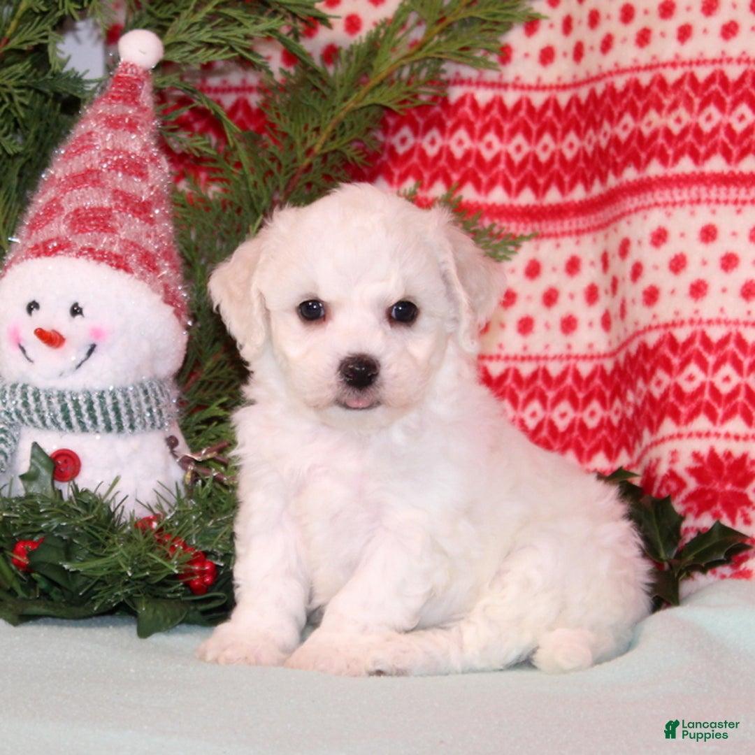 Bichpoo dogs for sale: Yolonda - Ad 1