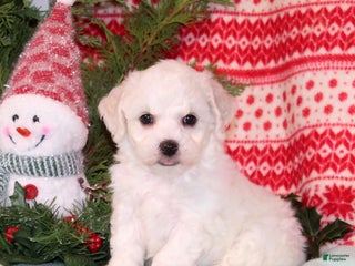 Bichpoo dogs Yolonda - Ad 2