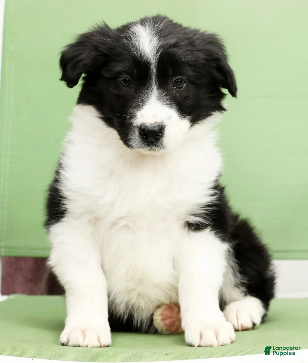 Border Collie dogs for sale: Denver - Ad 7