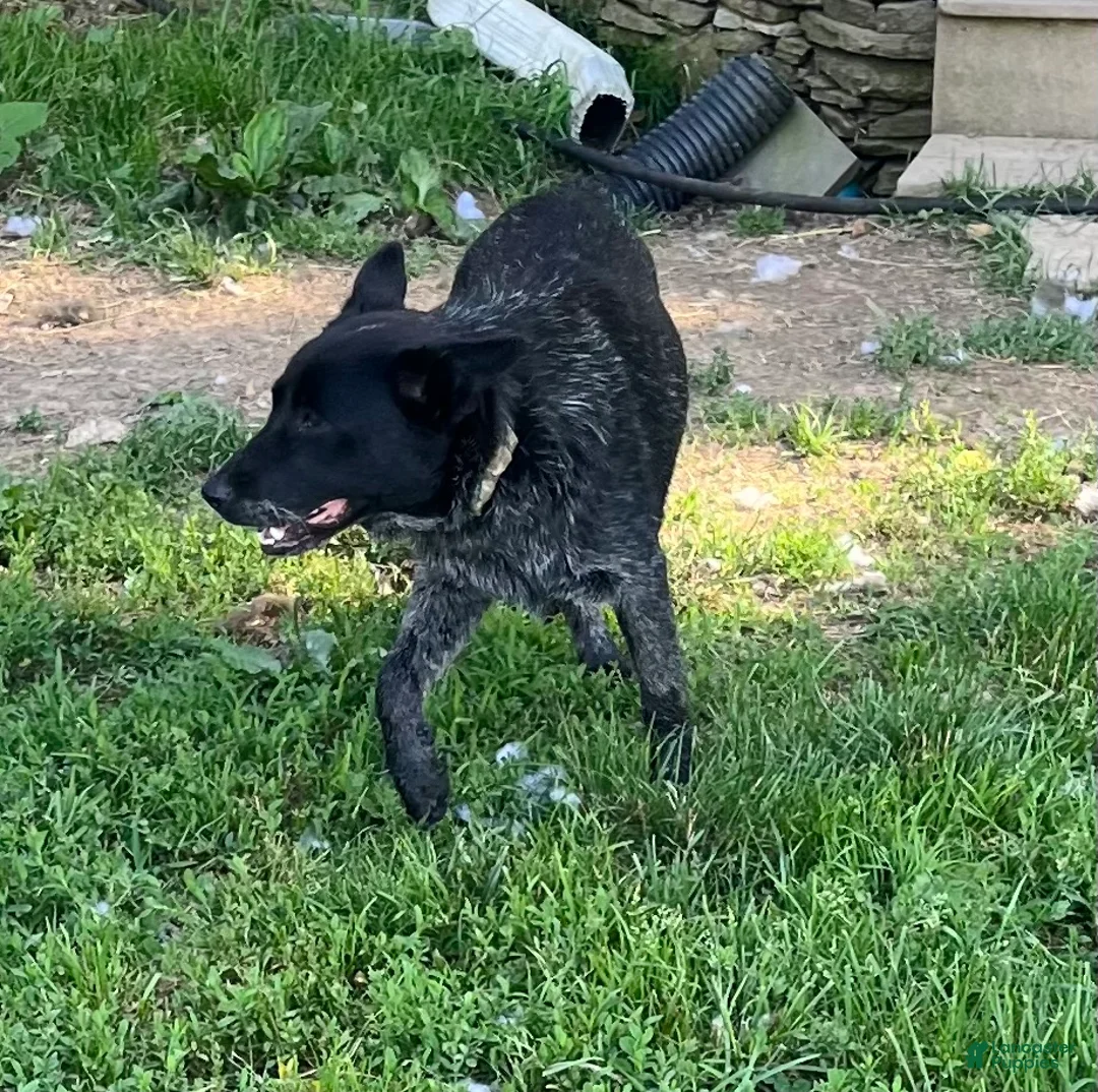 Australian Cattle Dog dogs for sale: BINDI    - Ad 1