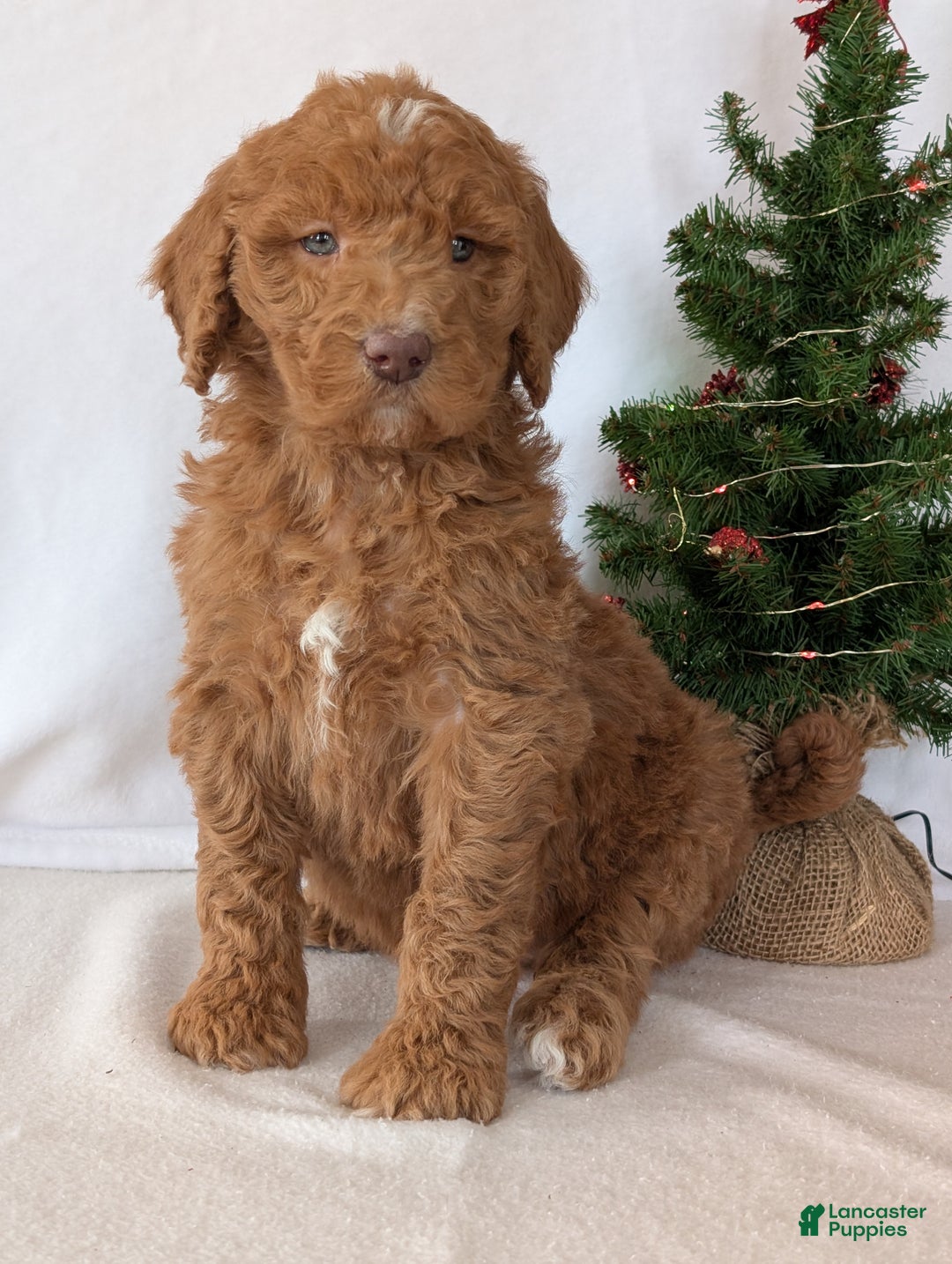 Goldendoodle dogs for sale: Miss Gracie  - Ad 12
