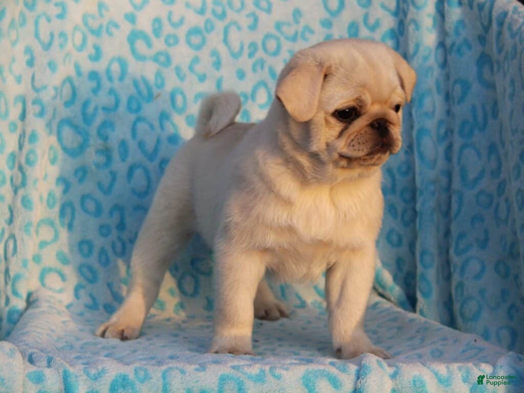 Pug dogs for sale: Sherwin - Ad 3