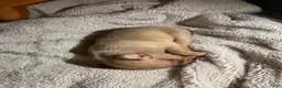 Mixed Breed dogs for sale: Angel - Ad 1
