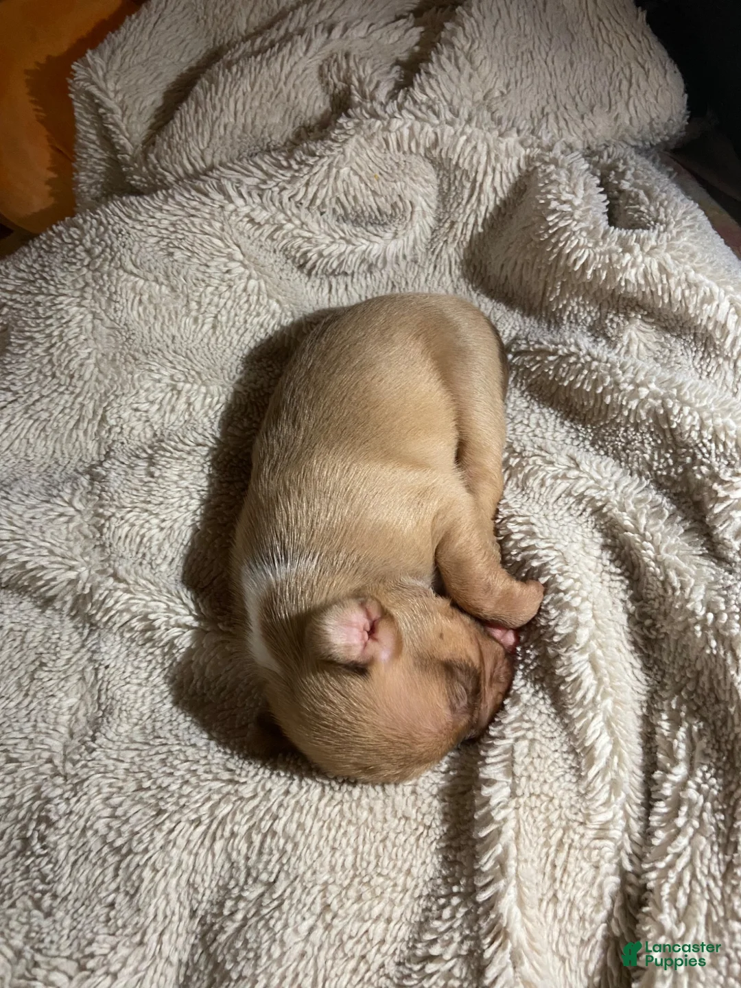 Mixed Breed dogs for sale: Angel - Ad 1