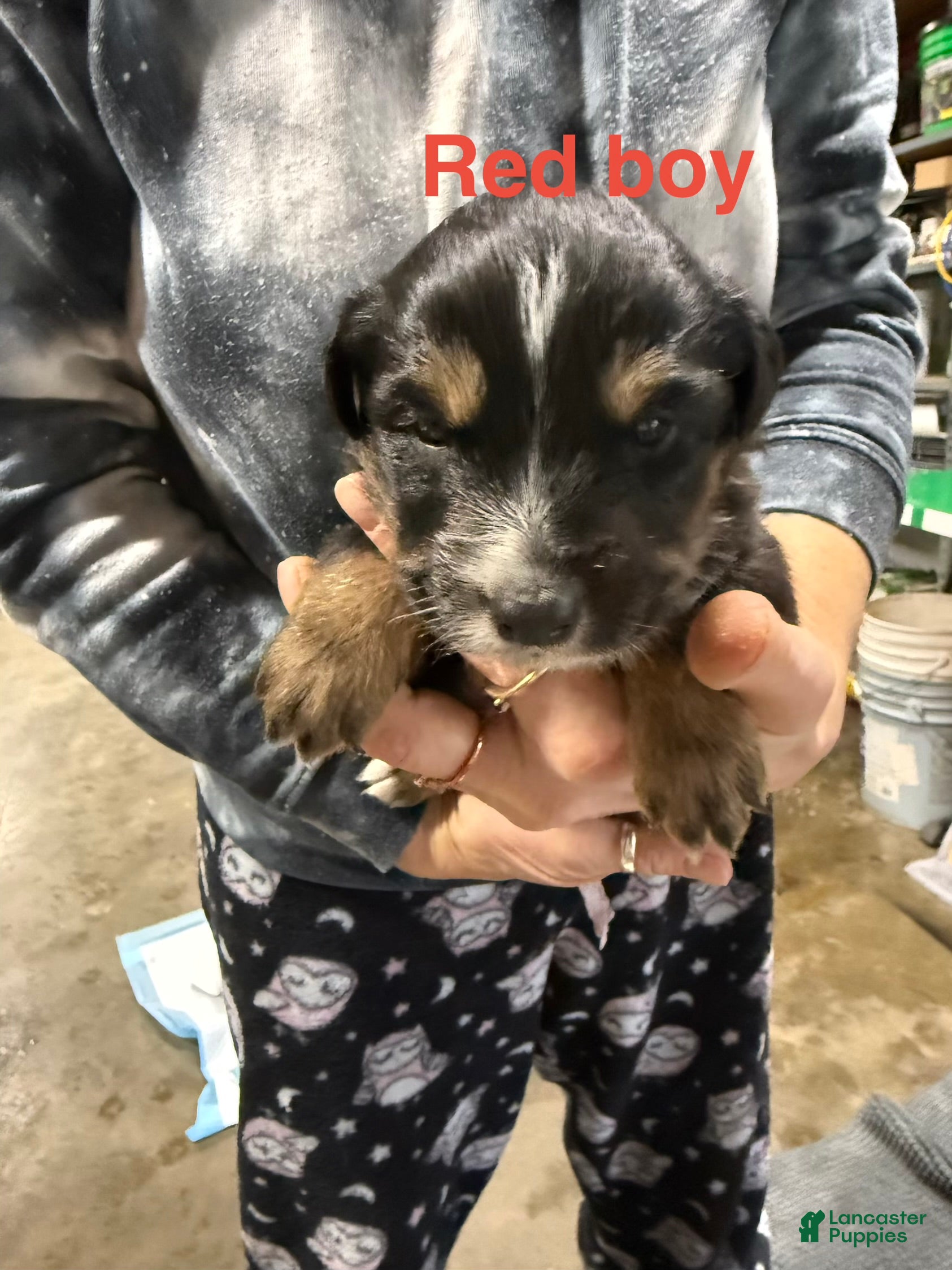 Mixed Breed dogs Red Boy - Ad 21