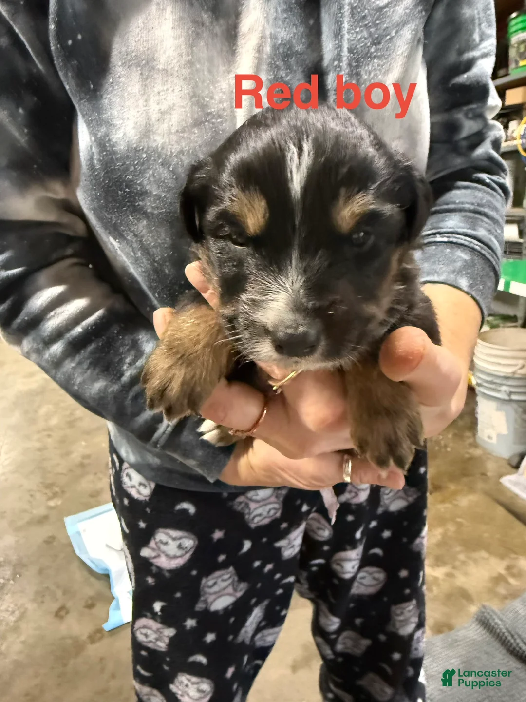 Mixed Breed dogs for sale: Red Boy - Ad 1