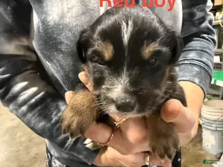 Mixed Breed dogs Red Boy - Ad 5
