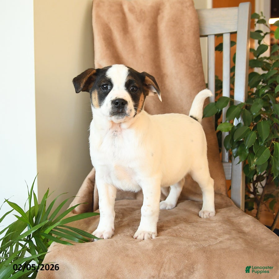 Mixed Breed dogs Lucky - Ad 15