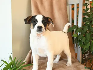 Mixed Breed dogs Lucky - Ad 15