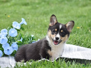 Welsh Corgi Pembroke dogs Matt - Ad 24