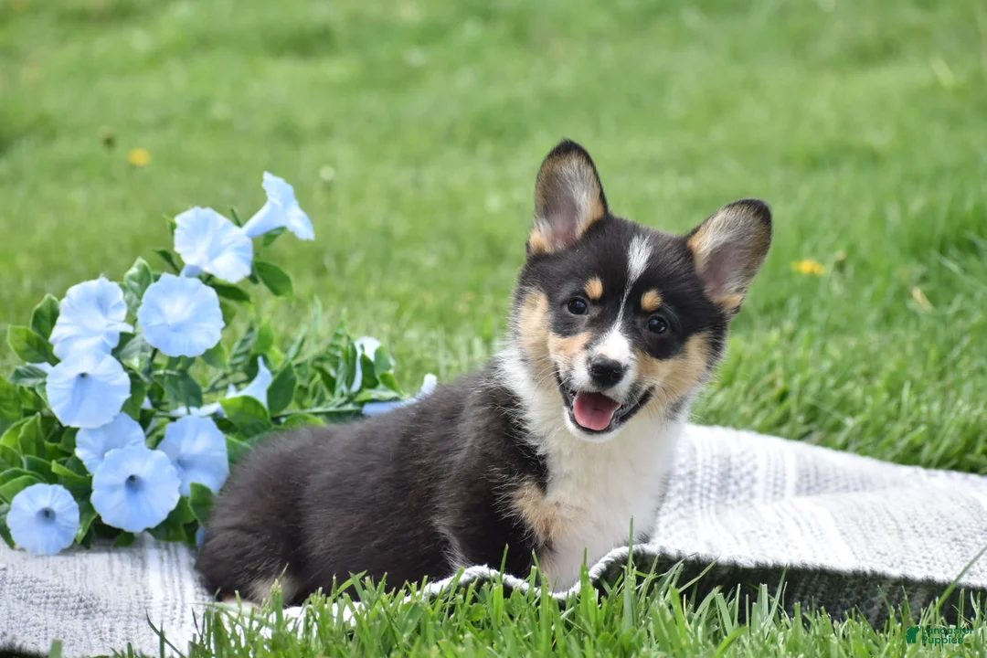 Welsh Corgi Pembroke dogs for sale: Matt - Ad 1
