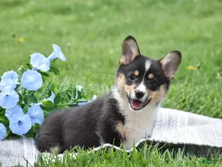 Welsh Corgi Pembroke dogs Matt - Ad 25