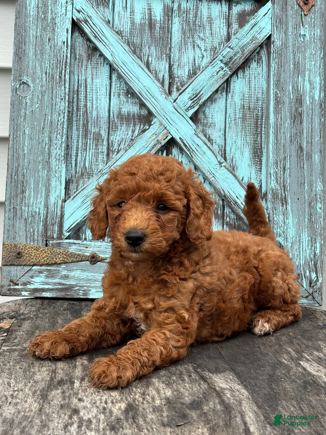 Mini Goldendoodle dogs for sale: Fernando - Ad 3
