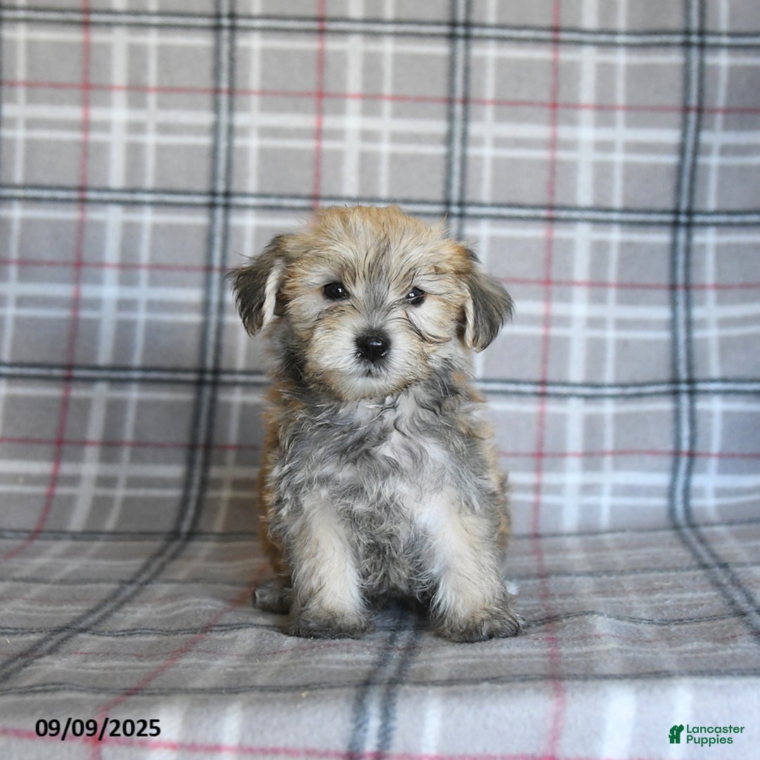 Morkie dogs for sale: Vinnie - Ad 3