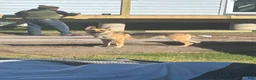 German Shepherd dogs for sale: Helena  - Ad 7