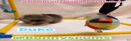 Pomeranian dogs for sale: Duke - Ad 4