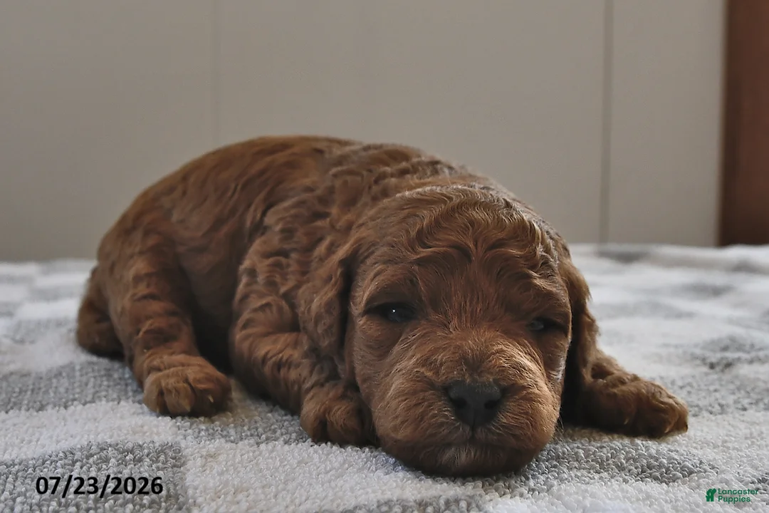 Mini Goldendoodle dogs for sale: Penny - Ad 2