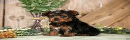 Yorkshire Terrier dogs for sale: Tucker - Ad 2