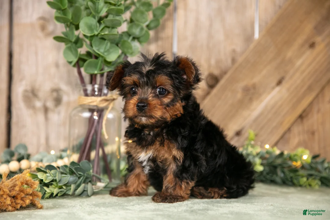 Yorkshire Terrier dogs for sale: Tucker - Ad 2