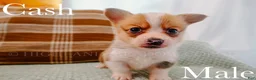 Welsh Corgi Pembroke dogs for sale: Cash - Ad 2