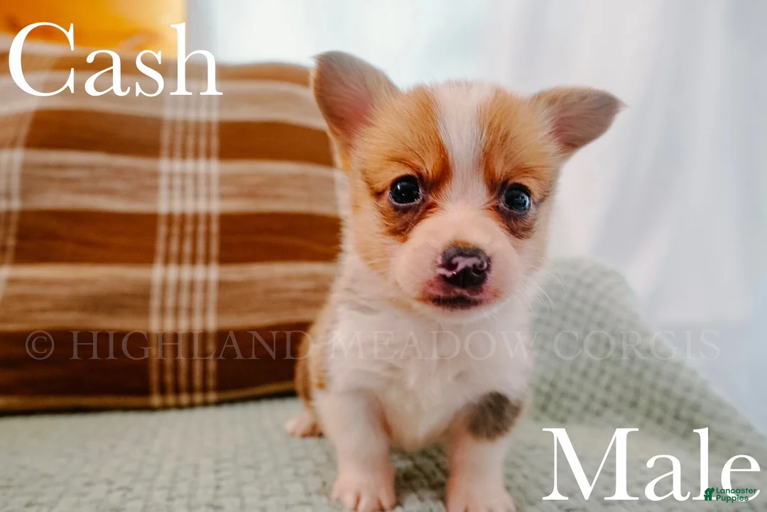 Welsh Corgi Pembroke dogs for sale: Cash - Ad 2