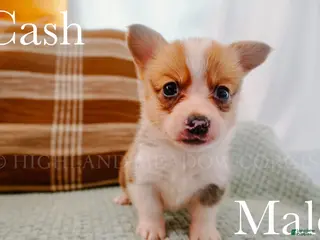 Welsh Corgi Pembroke dogs Cash - Ad 2
