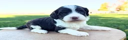 Cavapoo dogs for sale: Aria - Ad 3