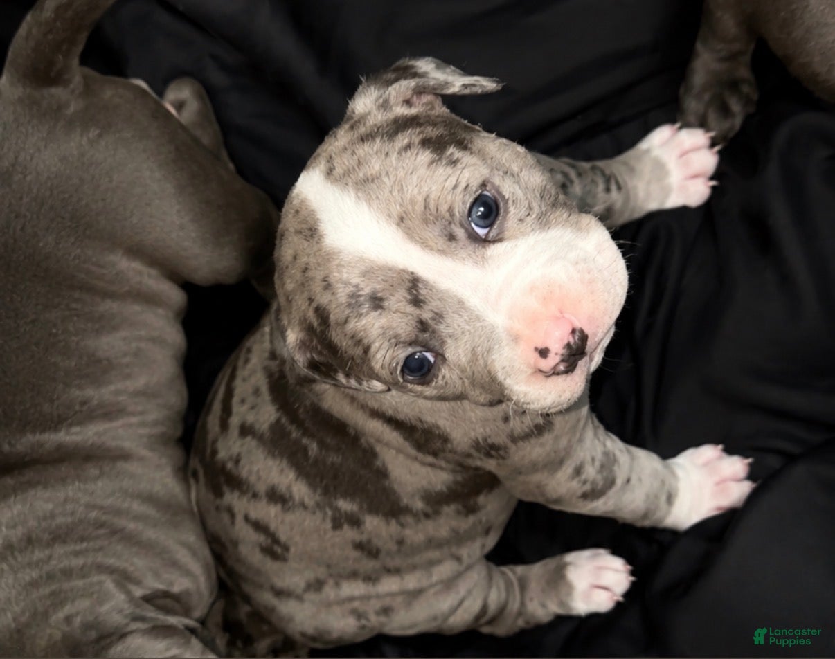 American Bully dogs Lotto - Ad 2