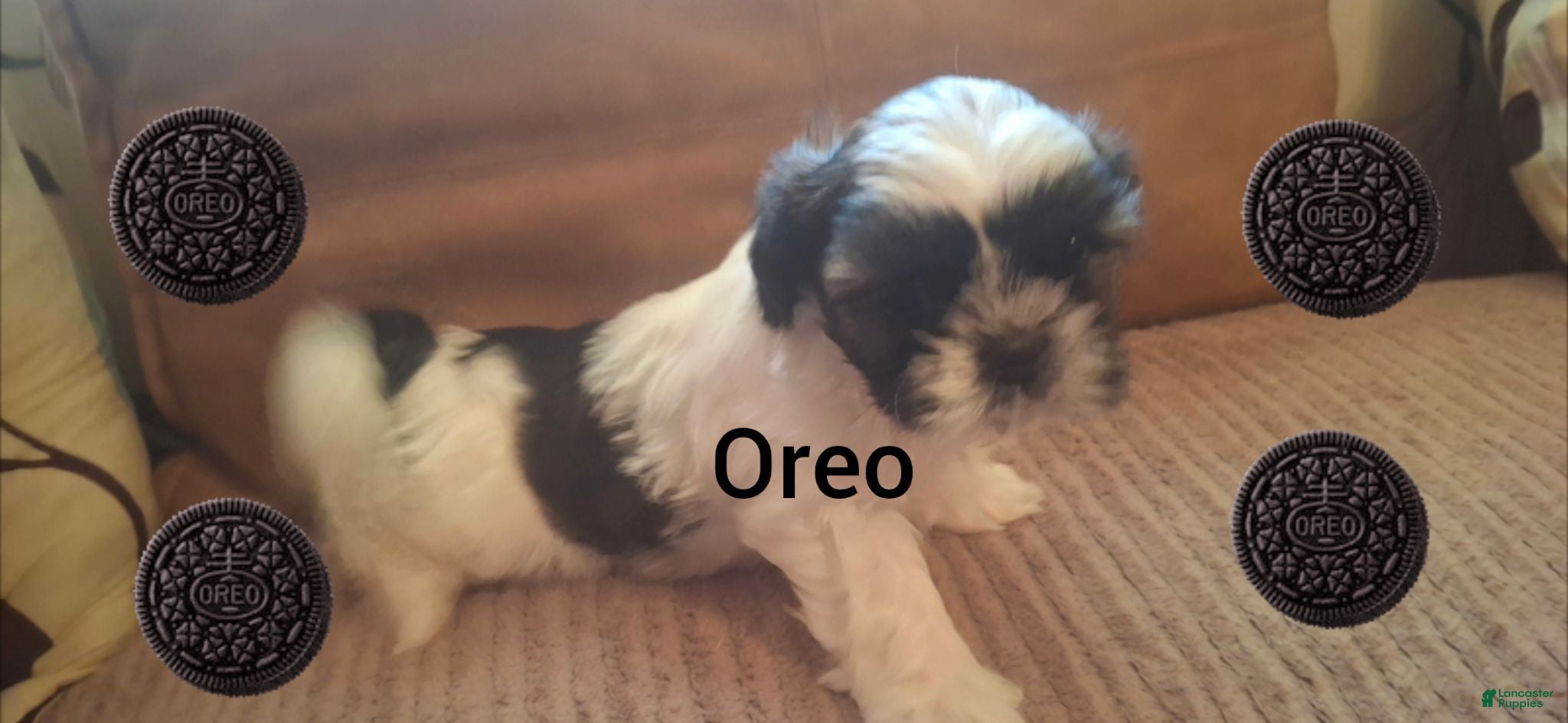 Shih Tzu dogs Shih Tzu 6 - Ad 37