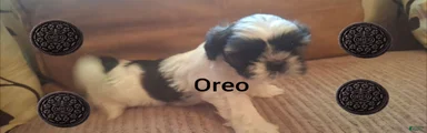 Shih Tzu 6