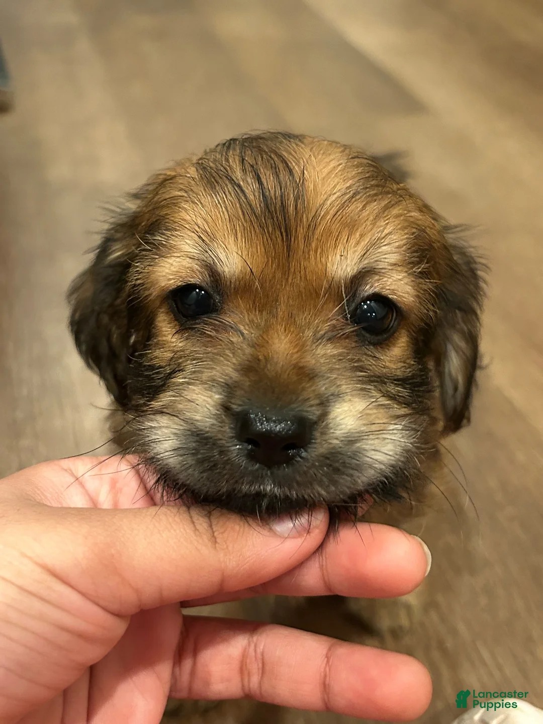 Mixed Breed dogs for sale: Mixed Breed 1 - Ad 2