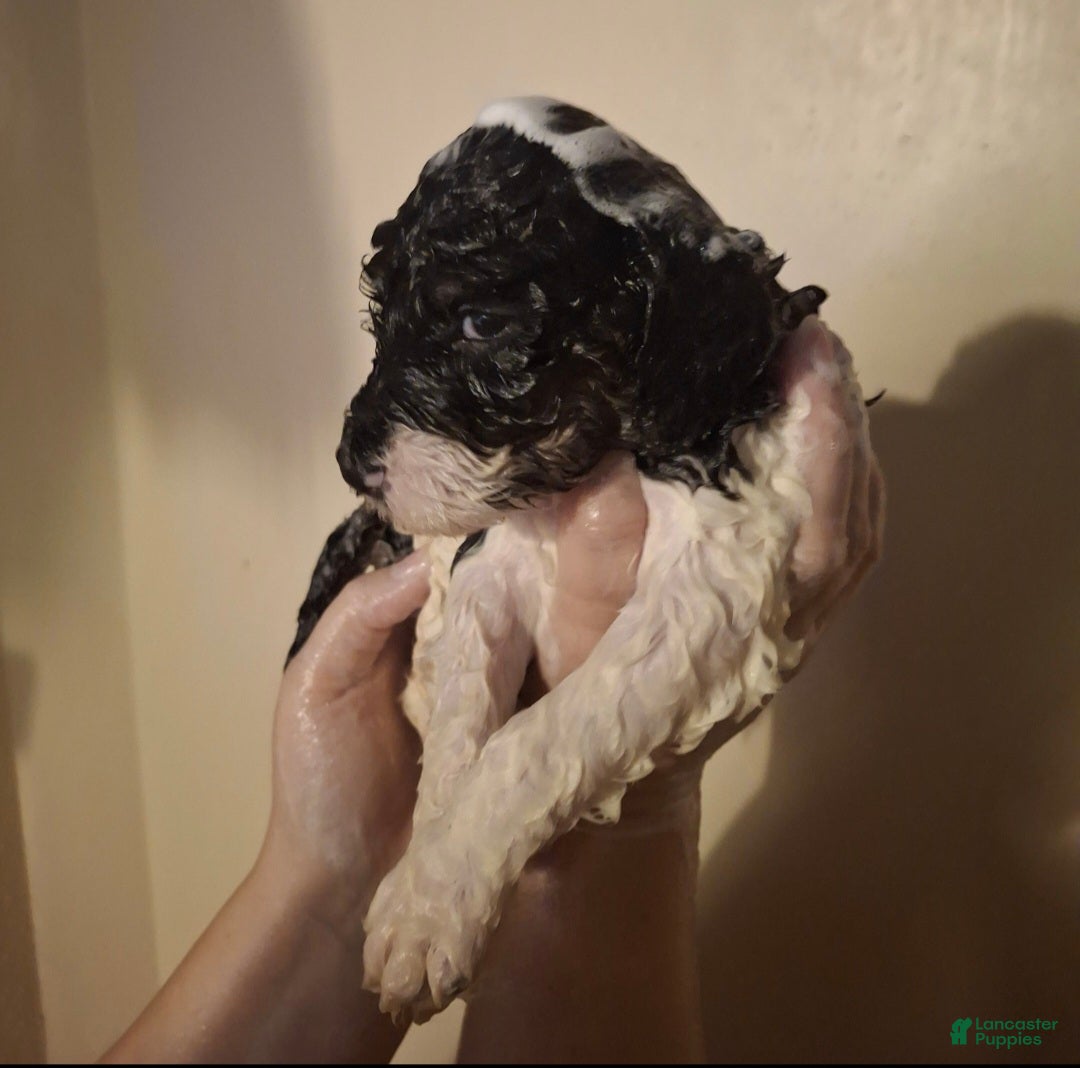 Labradoodle dogs Kaffir Lily  - Ad 33