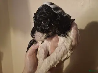 Labradoodle dogs Kaffir Lily - Ad 11