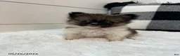 Pomeranian dogs for sale: Rocky Xtra Small - Ad 2