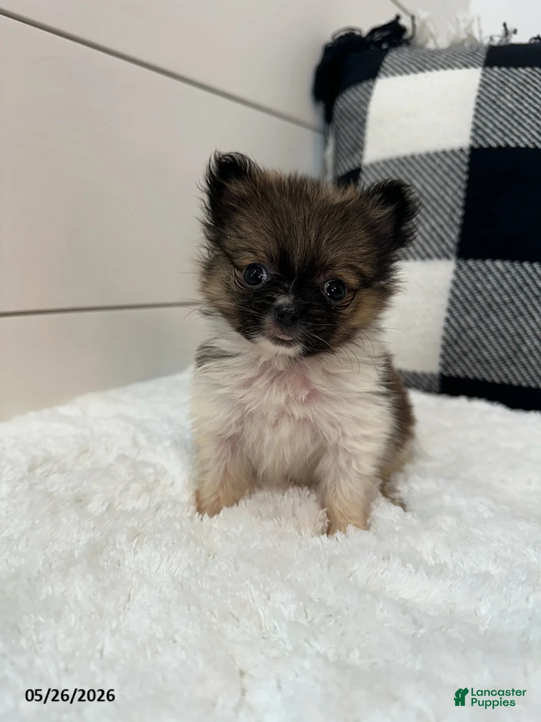 Pomeranian dogs for sale: Rocky Xtra Small - Ad 2