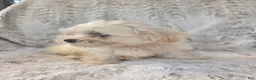 Mixed Breed dogs for sale: Jeana - Ad 3